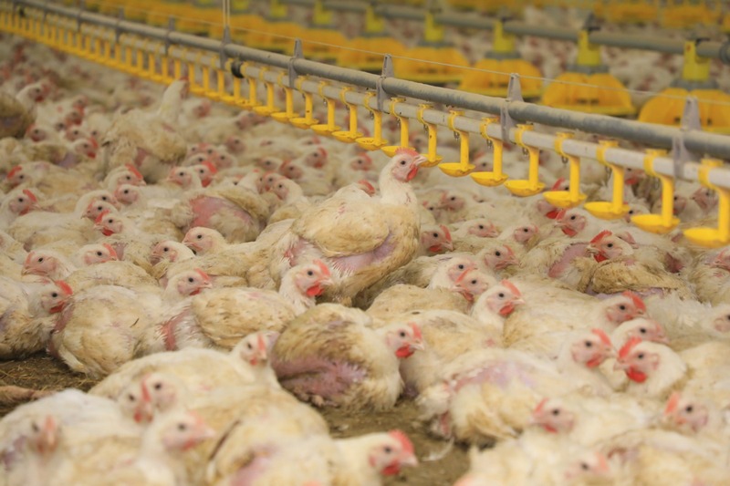 Қарағанды облысында жасанды интеллекті бар жаңа құс фермасы ашылды