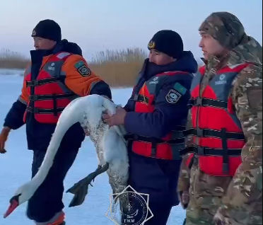 Раненого белого лебедя спасли на озере Алаколь 