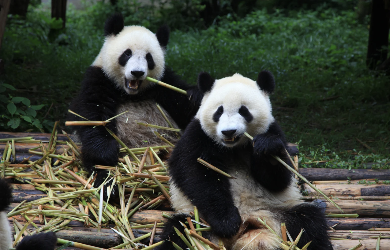Қытай саяси шиеленіске байланысты Жапониядан егіз панданы алып кетті