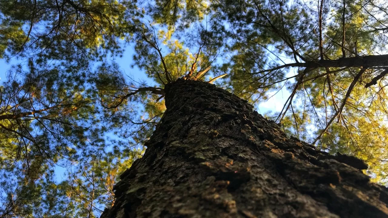 Лесной фонд страны: Казахстан увеличил леса на миллионы гектаров в 2024 году 