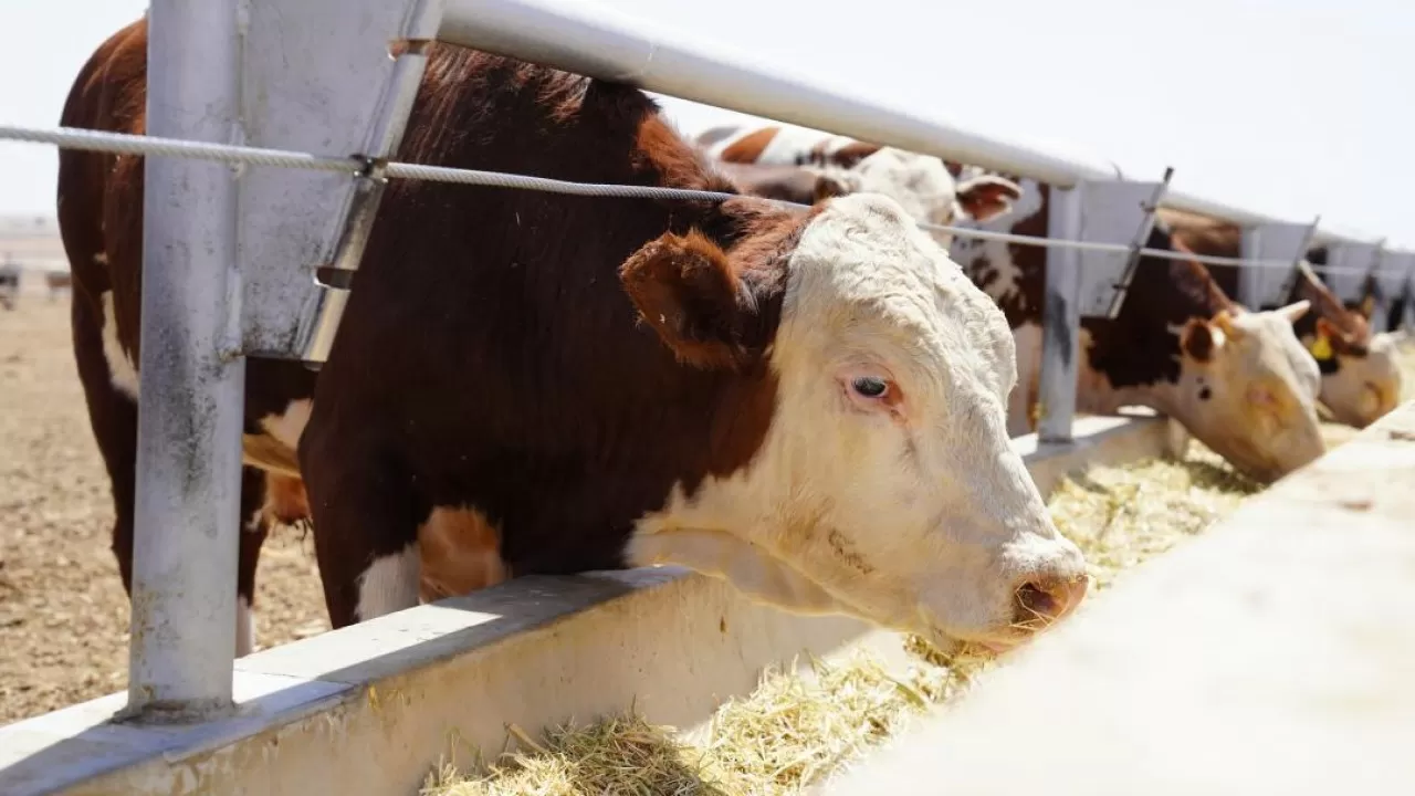 В РК запустили отраслевой Союз животноводов 