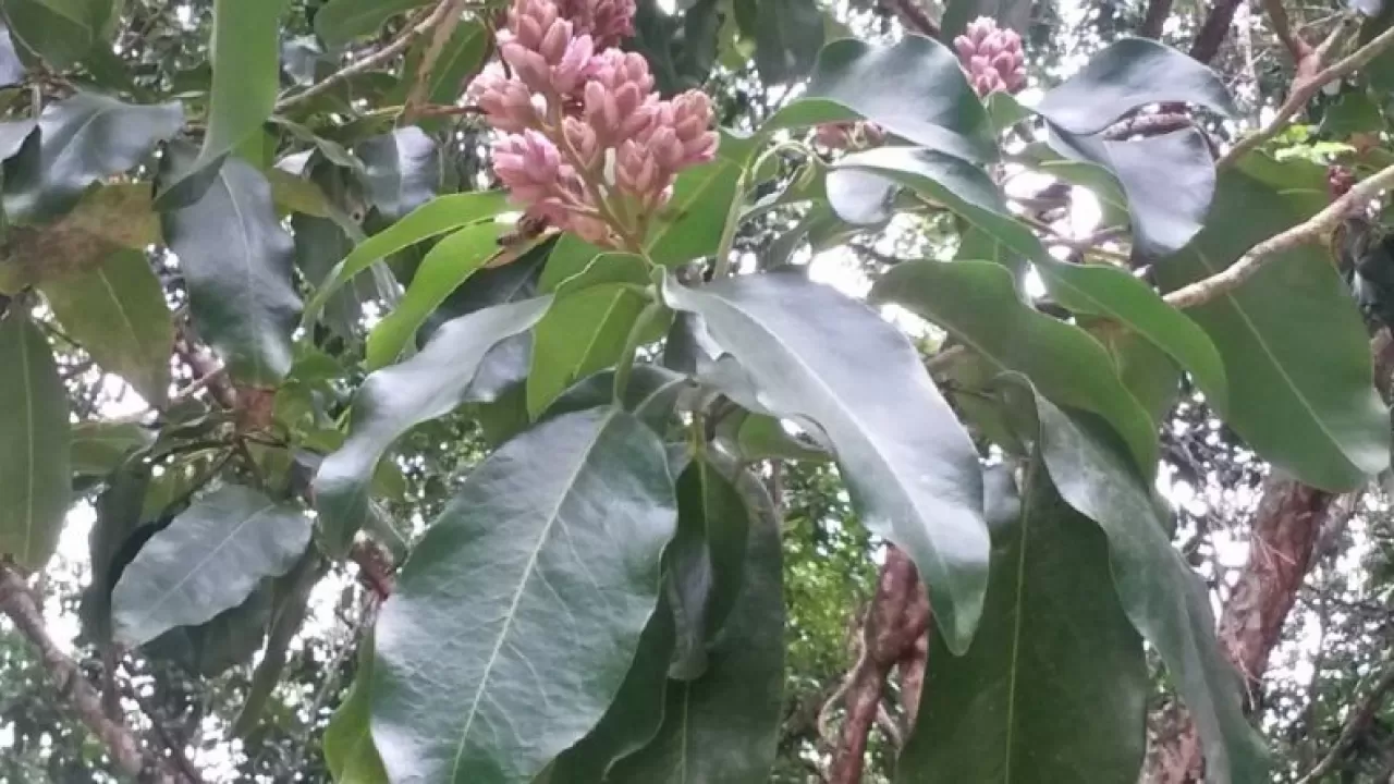 Ученые нашли дерево, которое притягивает молнии 