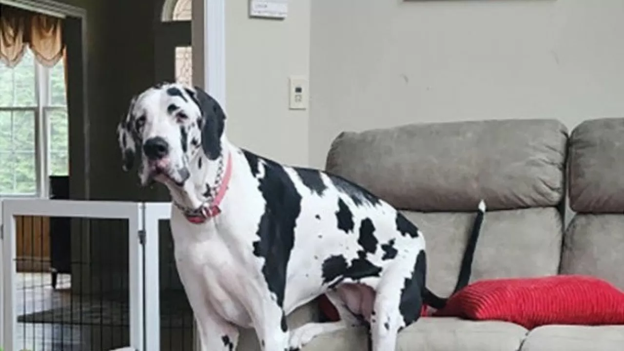 Самая высокая в мире собака попала в Книгу рекордов Гиннесса