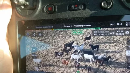 Жамбыл облысында ұрланған жылқылар GPS арқылы табылды