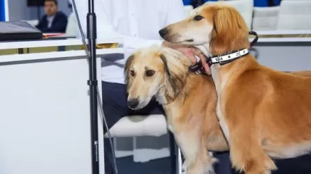 Қазақстан ресми түрде тазы тұқымының иесі ретінде мойындалды