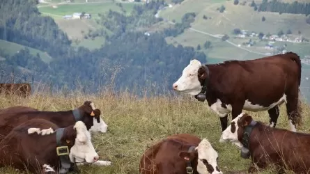 Почему субсидии сами по себе не решают проблем АПК 