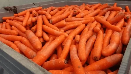 &laquo;Қоқысқа тастауға тура келеді&raquo;: Павлодарлық шаруалар сәбіз экспортына шектеу қоймауды сұрайды 