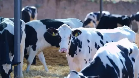 Келес ауданында ірі мал бордақылау алаңы салынады