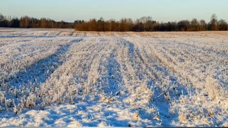 Народу раздадут по 50 соток в этом году. Кому положено? 