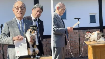 Кошки-начальники станций: как японские железные дороги зарабатывают на пушистых сотрудниках