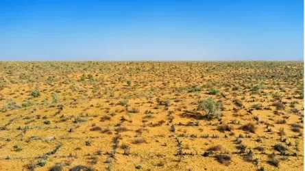 На дне Аральского моря высадили 53 млн саженцев саксаула