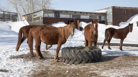 Түркістан облысында мал ұрлығымен айналысқан 19 қылмыстық топ ұсталды