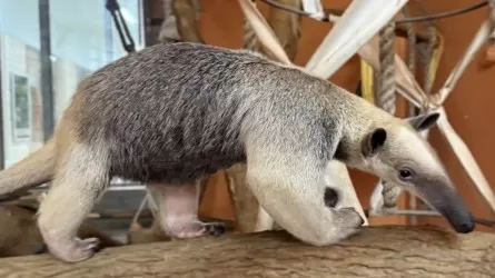 Алматыдағы хайуанаттар бағына жаңа жануарлар жеткізілді