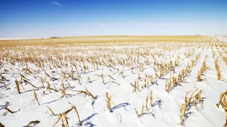 Казахстан ждет слабый по урожайности год: первые наблюдения