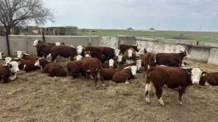 Түркістан облысында субсидияға бөлінген 271 млн теңгені жымқырғандар сотталды