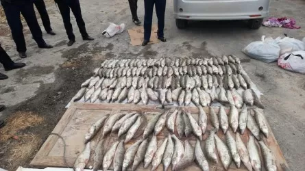 Атырау облысында браконьерлерге 30 млн теңгеден астам айыппұл салынды