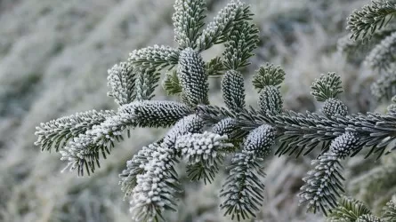 Новый год начнется без смога и выбросов в Казахстане 