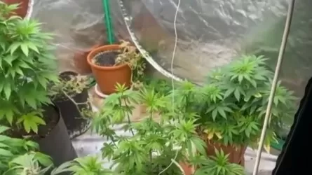 Қарағанды облысында әкесінің үйінде қарасора өсірген тұрғын анықталды