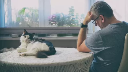 В Финляндии оправдали больничный из-за смерти кошки 