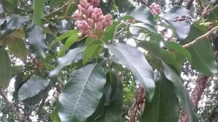 Ученые нашли дерево, которое притягивает молнии 