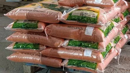 Экспорт этих культур из РК станет рекордом 