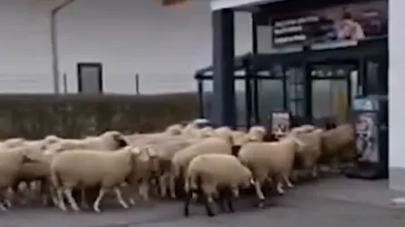 Пятьдесят овец ворвались в супермаркет в Германии