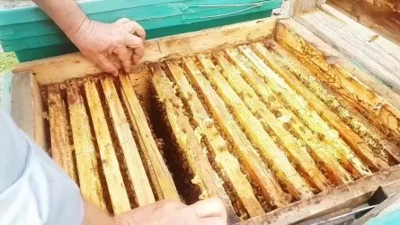 Шекарада ара шаруашылығы өнімдерінің заңсыз транзитіне тосқауыл қойылды