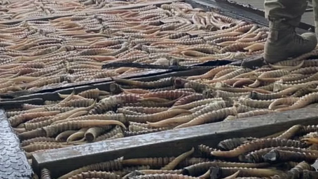 Миллиарды на крови: МВД канал контрабанды дериватов сайги