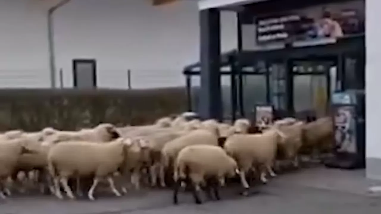 Пятьдесят овец ворвались в супермаркет в Германии