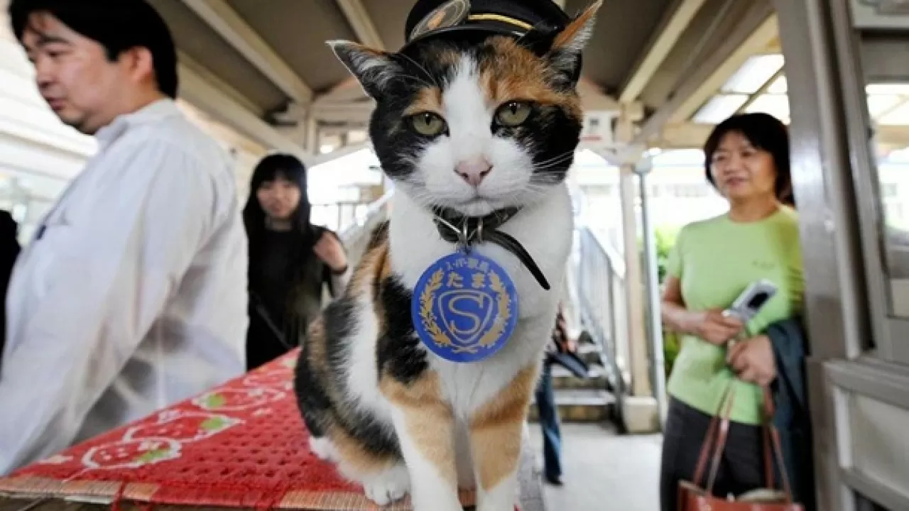 Жапониядағы темір жол станциясына мысық бастық болып тағайындалды