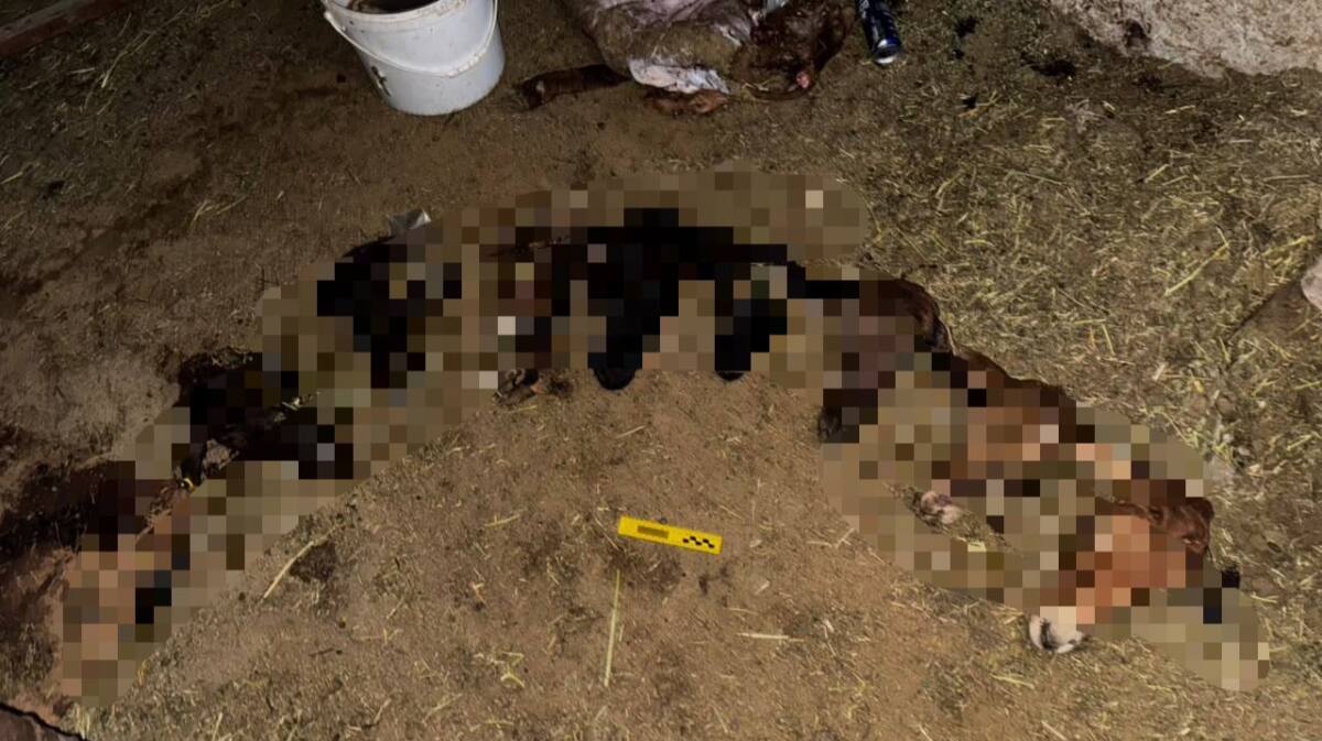 С пастбищ и из загонов похищали скот в Жамбылской области  