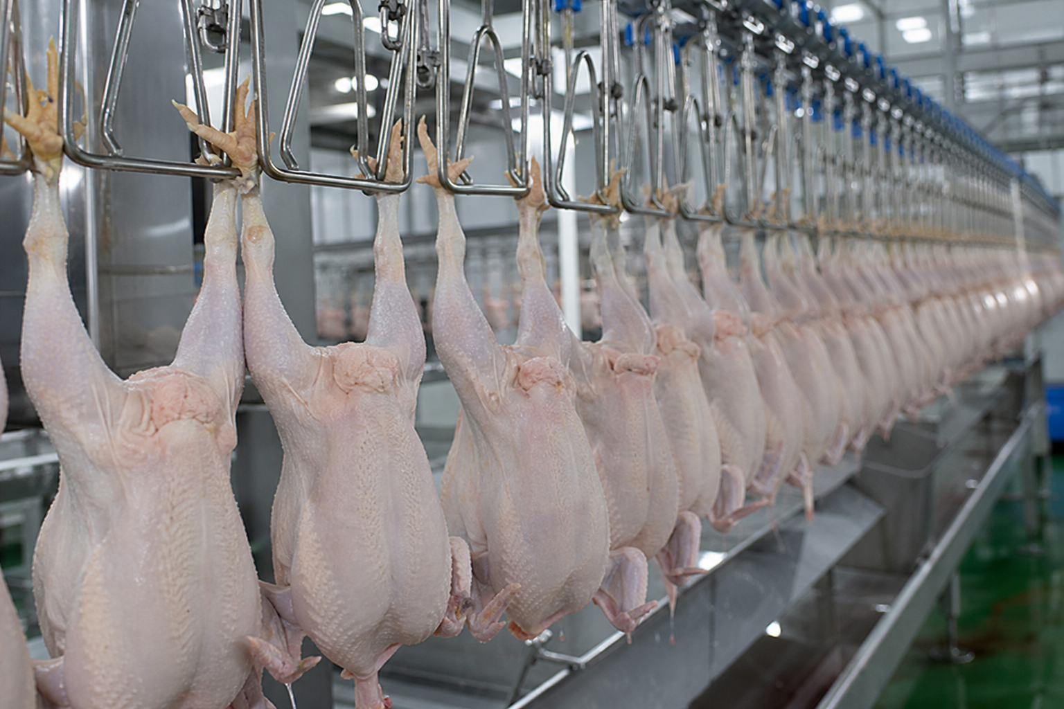 Как новый вирусный очаг может ударить по экспорту птицеводческой продукции 