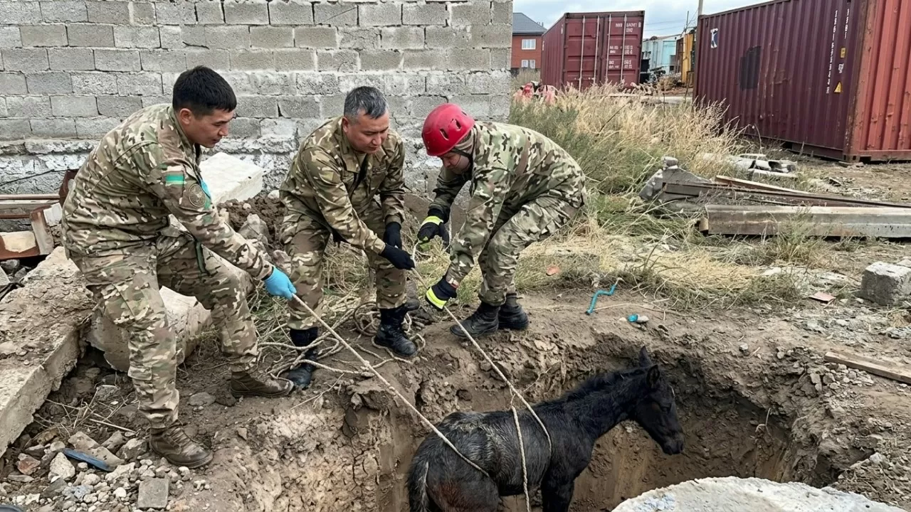 Спасатели Усть-Каменогорска пришли на помощь провалившемуся в яму жеребенку