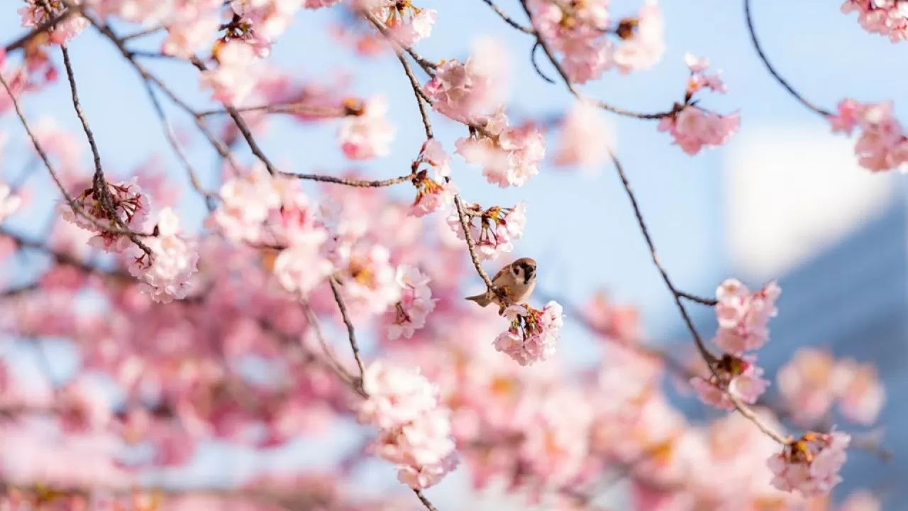 В марте казахстанцы отдохнут дольше обычного 