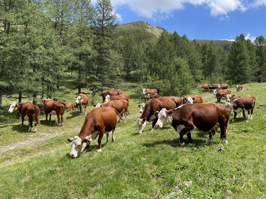 Павлодар облысында заңсыз иеленген 5 мың гектар жер мемлекетке қайтарылды