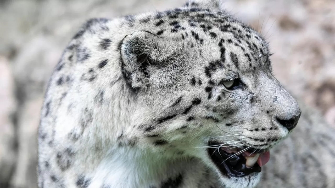 Редкая семейка попала в фотоловушку в нацпарке Казахстана 