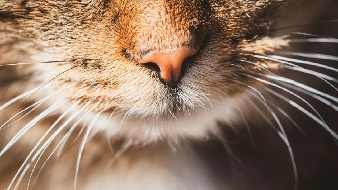 Как кошки превратились в экономический актив Таиланда на 11,8 млрд долларов 