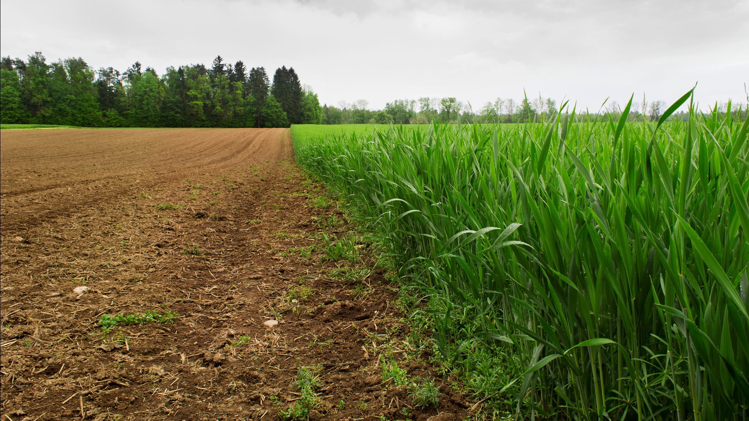 Биыл Жетісу облысында егіс алқабы 512 мың гектарды құрайды