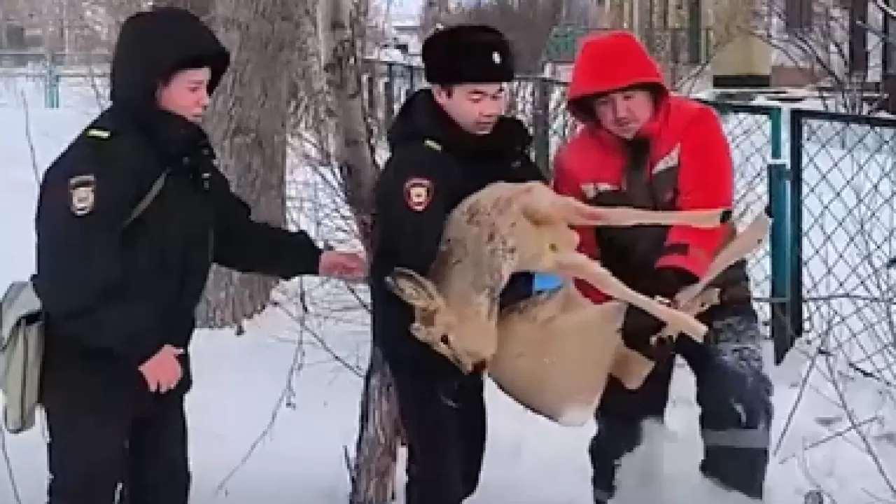 Дикую косулю отбили у стаи разъяренных собак 