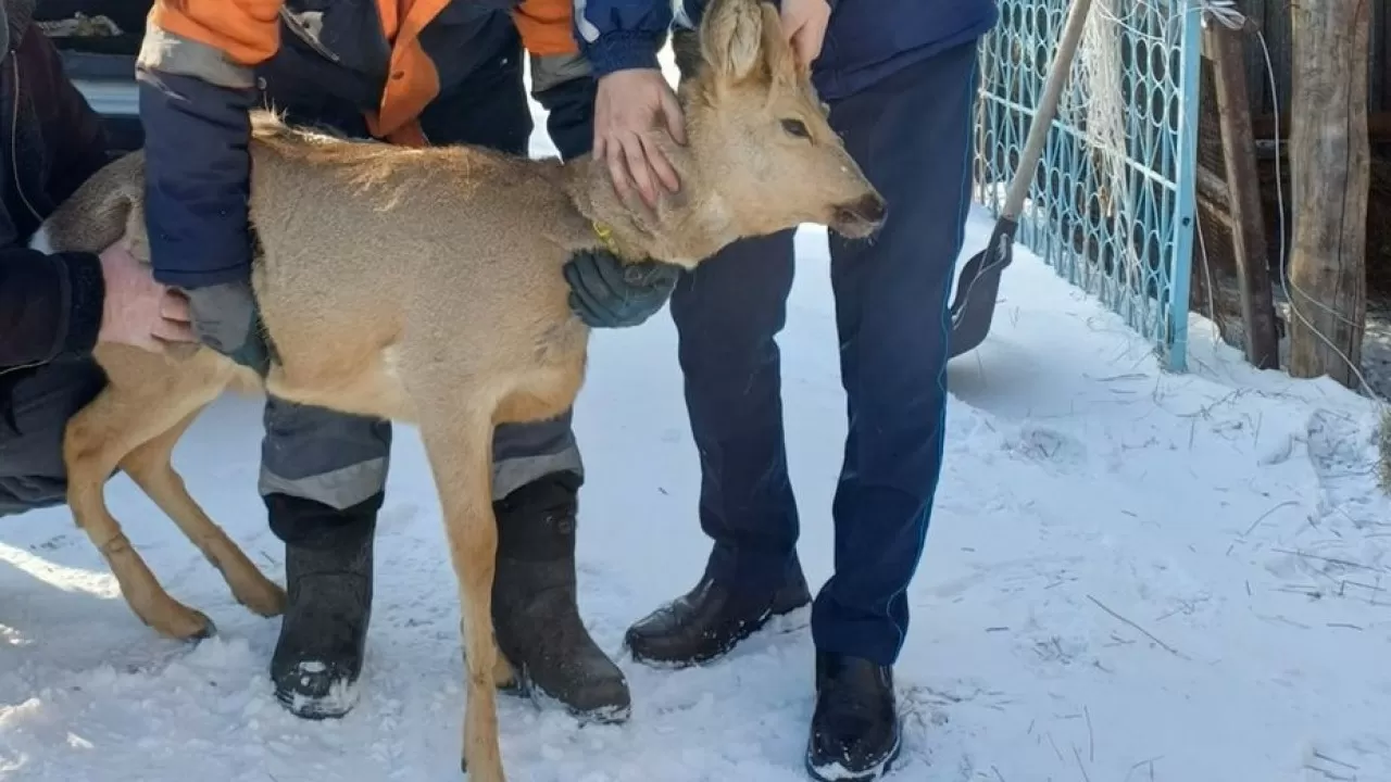 В Семее полицейские спасли дикое животное