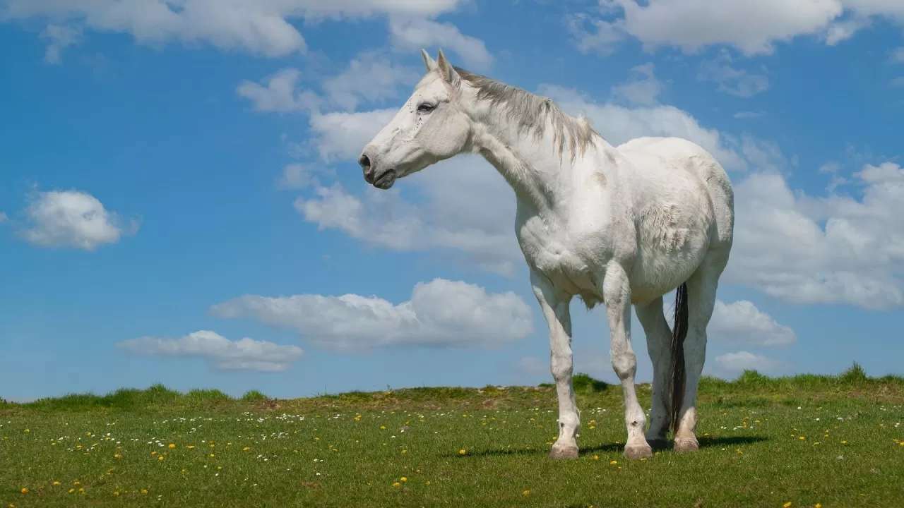 Фермер лишился "запасных" пастбищ в Павлодарской области 