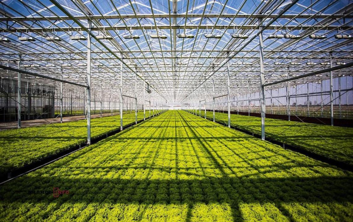 Түркістанда құны 42 млрд теңге болатын өнеркәсіптік жылыжай кешені іске қосылады