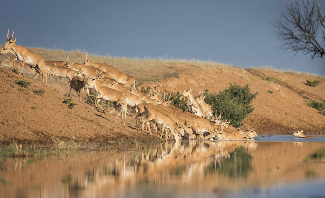Арал маңында 35 мыңнан аса ақбөкен мекендейді