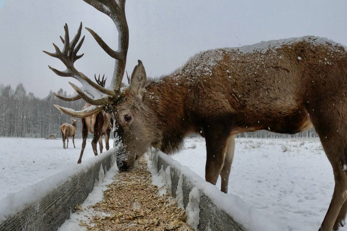 СҚО-да түз тағыларын қолдан жемдеу маусымы басталды