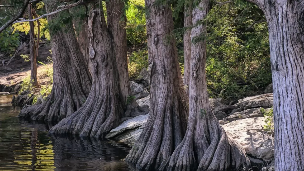 Кипарисы раскрыли тайну древнего похолодания 