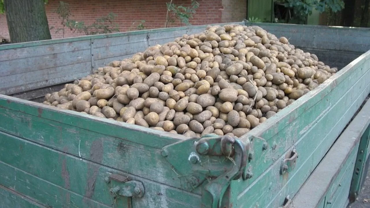 Китай завалил Казахстан картофелем 