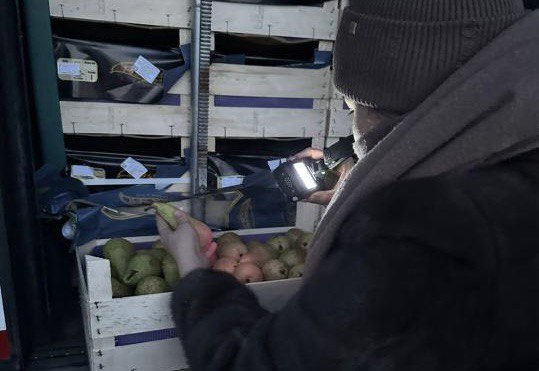 Елімізге Бельгиядан жеткізілген 19 тонна алмұрт кері қайтарылды