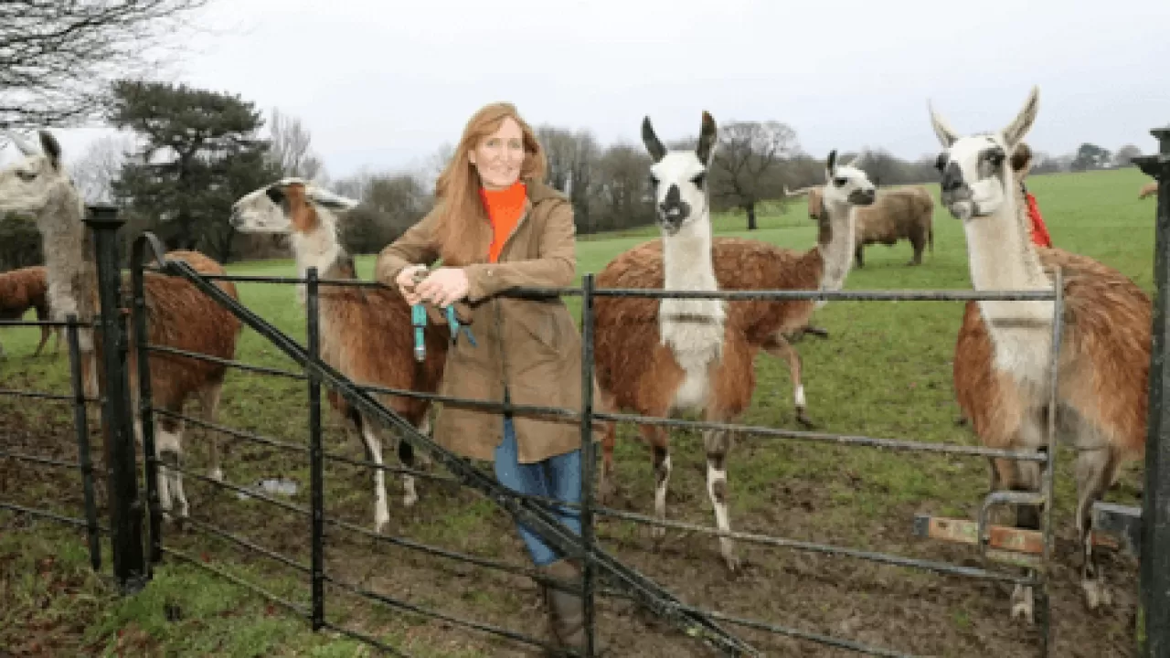 Смеющиеся ламы помогли задержать преступника в Англии