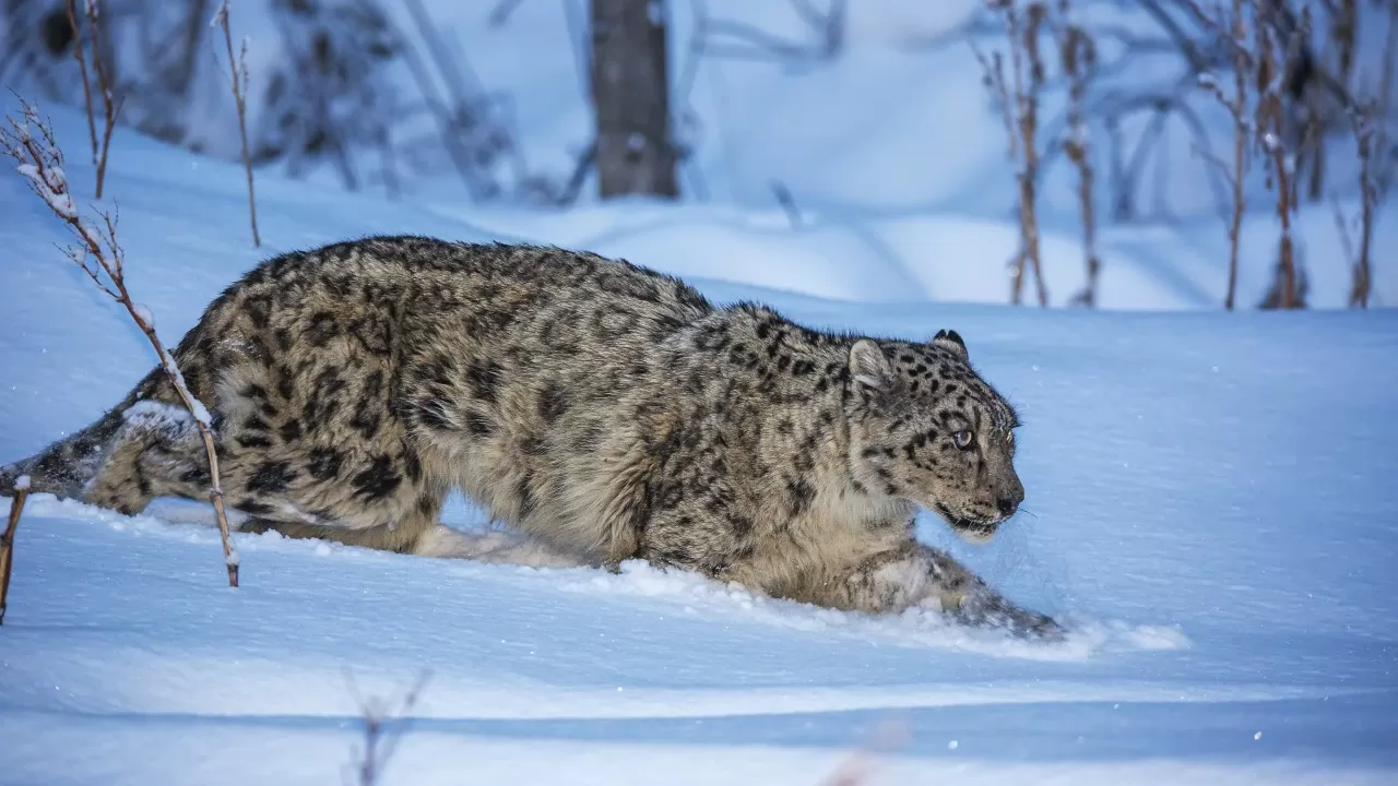 Іле Алатауындағы қар барысы спутник арқылы бақылауға алынды
