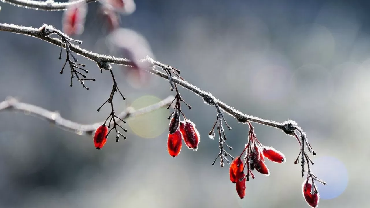 Циклон с Урала принесет метели, затем ударят морозы